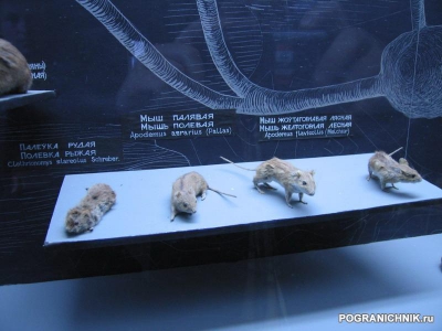 Белорусские музейные мышки