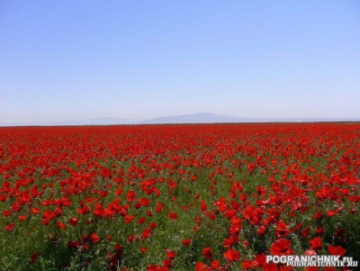 Афган Весна