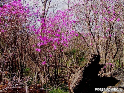 Посьетский пого, багульник