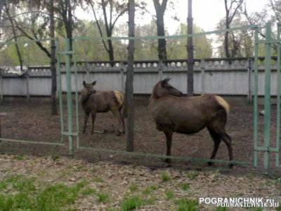 Госпиталь - Маралы