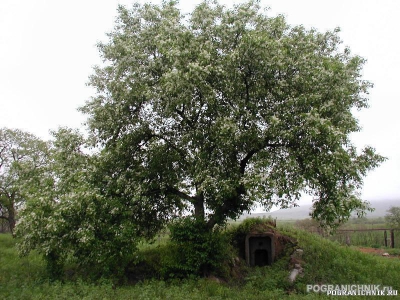 Хасанский пого,  участок Заречье, уже большое