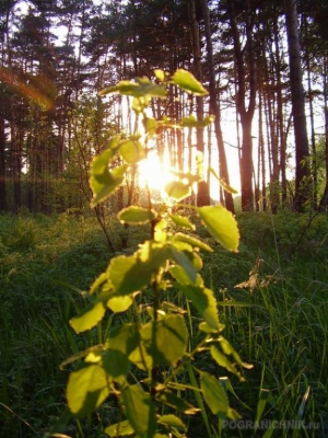 Купавна. Закат в лесу