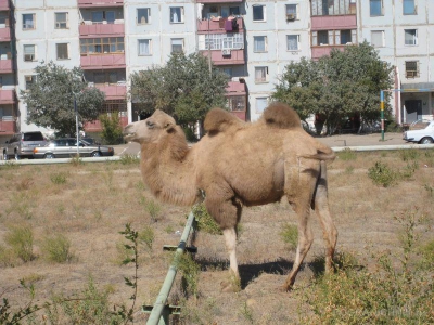 Отпуск на Байконуре.