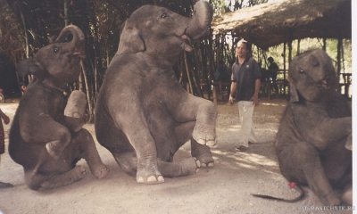 слоновья акробатика