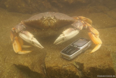 NOKIA-connecting crabs!