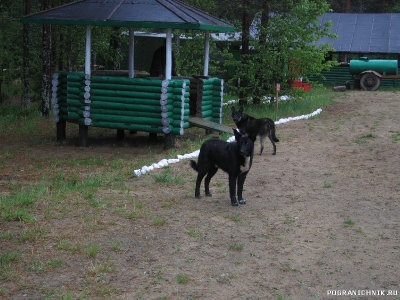 Прошлогодние щенки