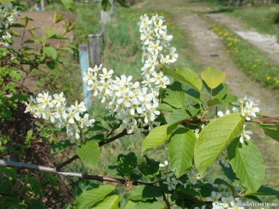 Весенний букет3