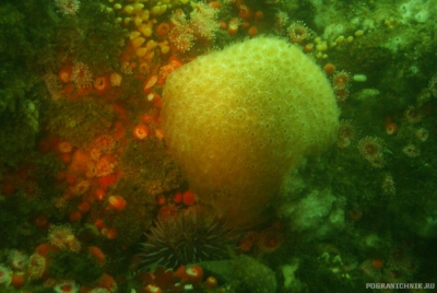 Elephant Ear Tunicate.