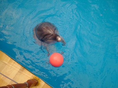 Севастопольский дельфинарий. Поиграй со мной! (2)