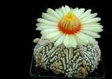 Astrophytum_super_kabuto.jpg