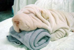 sharpei.jpg