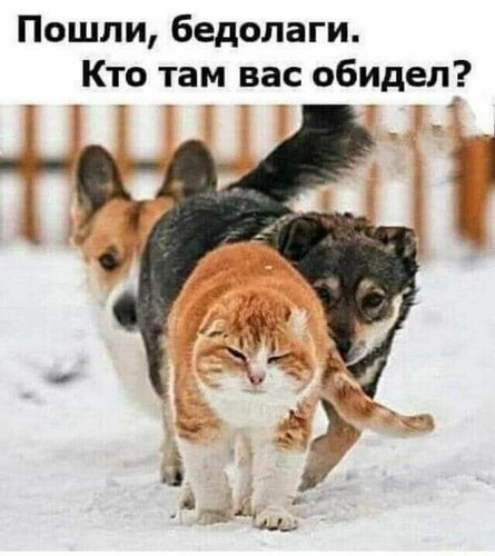 бедолаги.jpg