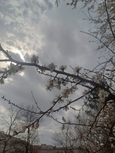 весна 2025 2.jpg